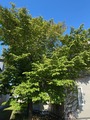 IMG_0382