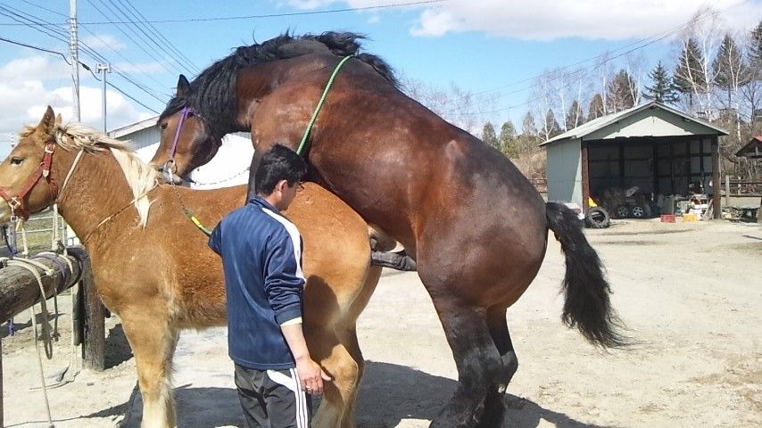 やっぱり馬の季節だね 北の 来たの 獣医師 やっぱり馬の季節だね 北の 来たの 獣医師