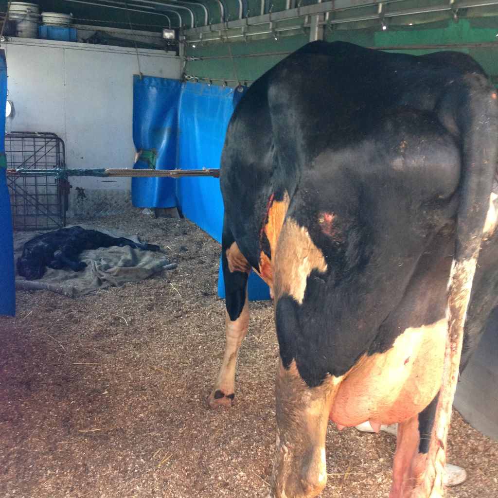 北の 来たの 獣医師 立てない牛の帝王切開