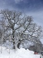 IMG_3204