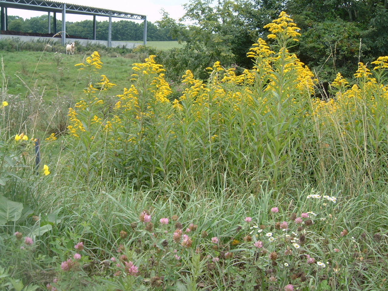 北の 来たの 獣医師 花野