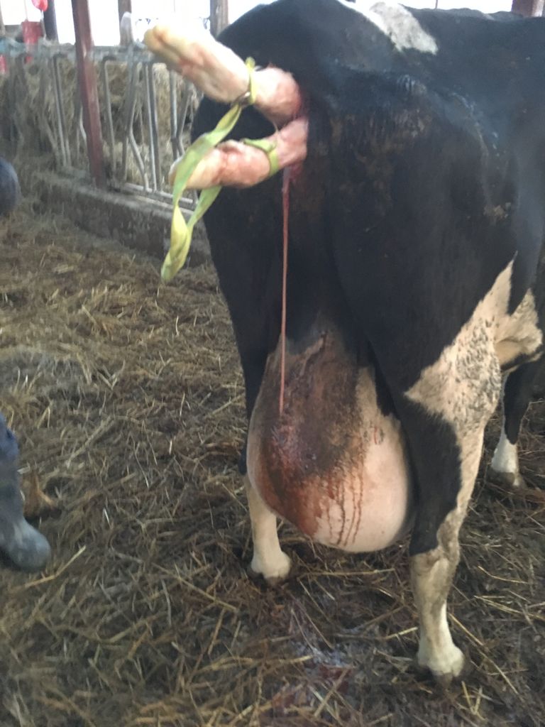 北の 来たの 獣医師 牛の臀位の難産