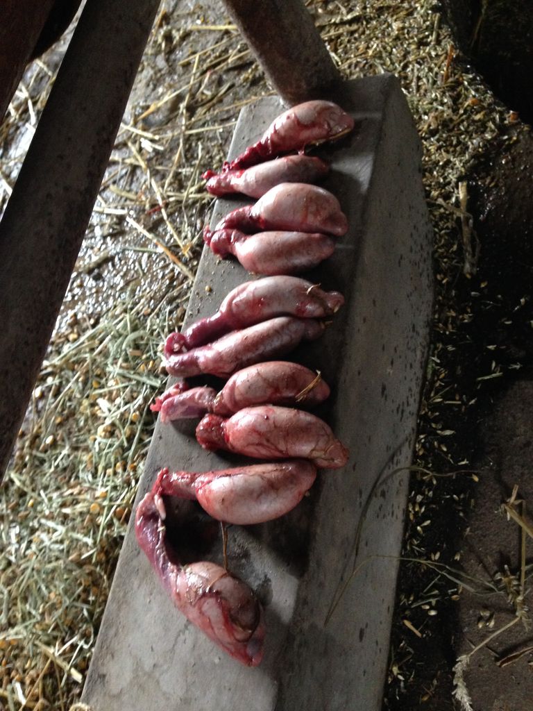 北の(来たの？)獣医師 ロッキーマウンテンオイスター