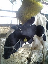 �����֥饷