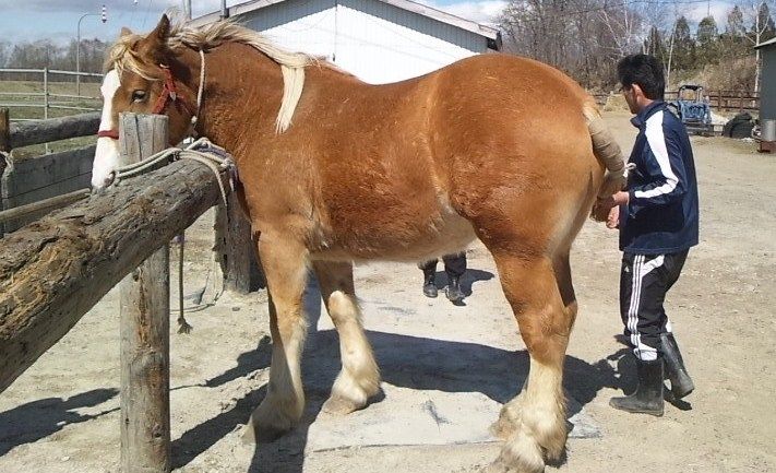 やっぱり馬の季節だね 北の 来たの 獣医師 やっぱり馬の季節だね 北の 来たの 獣医師