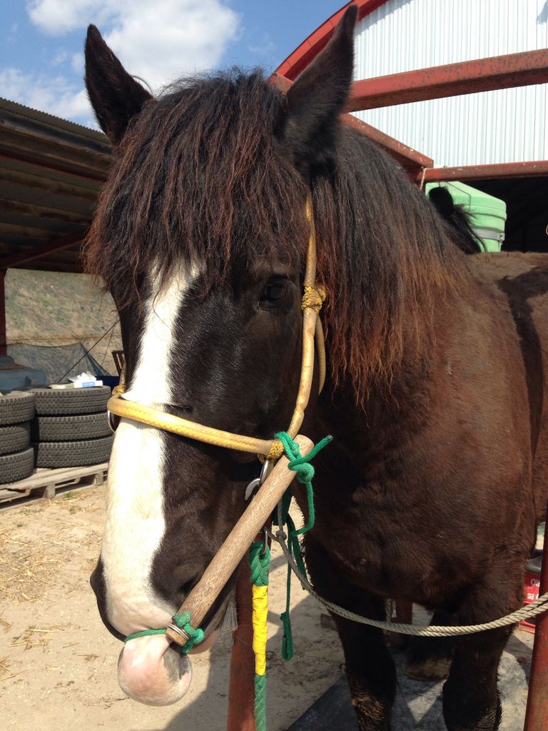 北の 来たの 獣医師 馬の保定法 鼻捻頭絡括り付け法 北の 来たの 獣医師 馬の保定法 鼻捻頭絡括り付け法