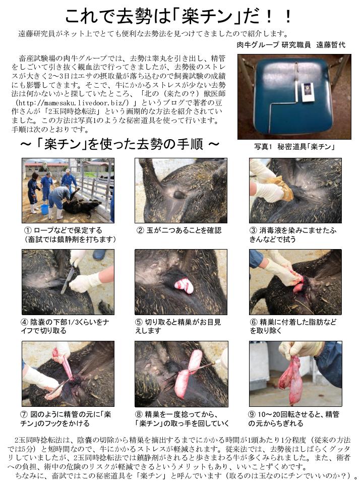 去勢牛
