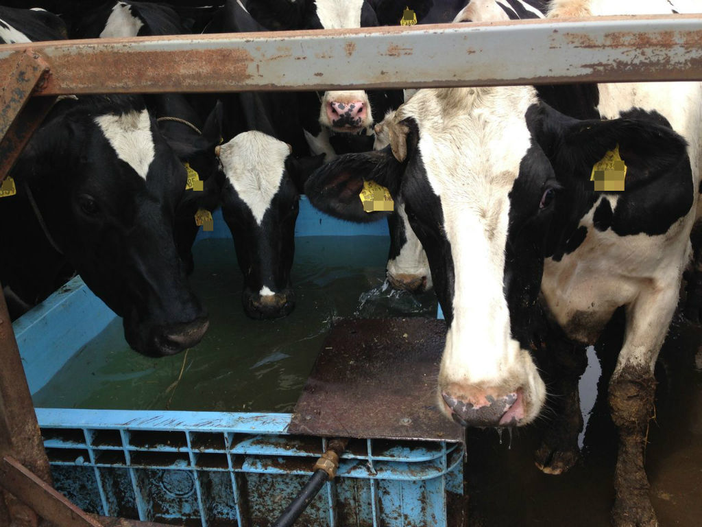 乳牛の寿命 5 北の 来たの 獣医師