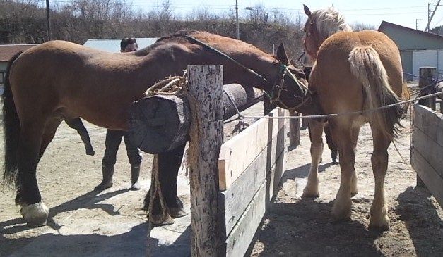 やっぱり馬の季節だね 北の 来たの 獣医師 やっぱり馬の季節だね 北の 来たの 獣医師