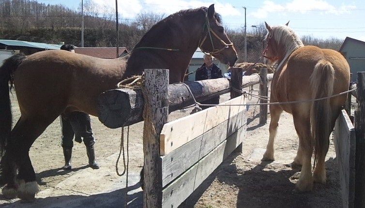 やっぱり馬の季節だね 北の 来たの 獣医師 やっぱり馬の季節だね 北の 来たの 獣医師