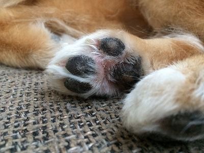 肉球の間が赤いのが治らない 指間炎かもしれません ぽめちわ日記 肉球の間が赤いのが治らない 指間炎かもしれません ぽめちわ日記