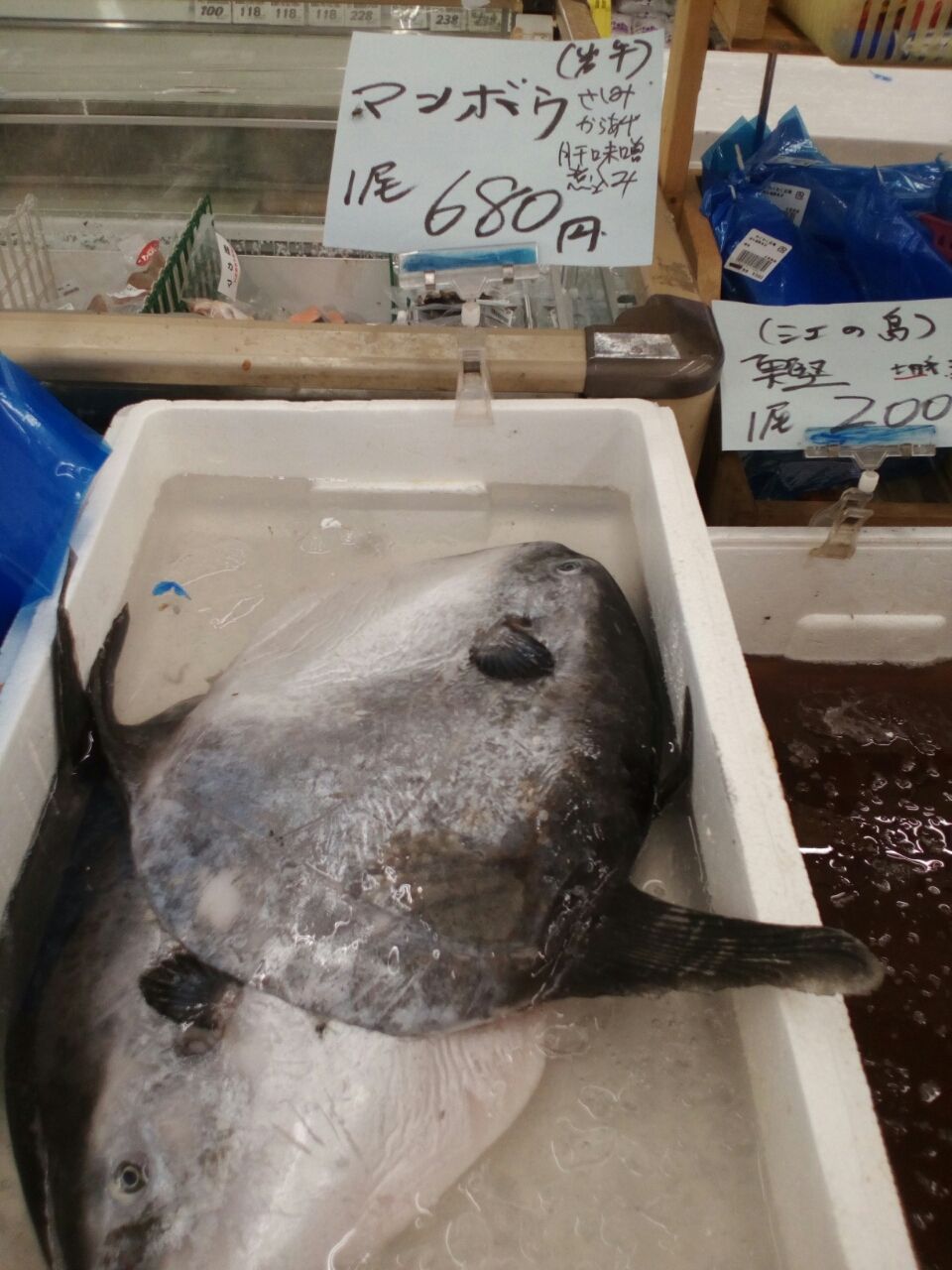マンボウを捌いて料理してみたよ 他山の石 誰かの人生に役立つブログ マンボウを捌いて料理してみたよ 他山の石 誰かの人生に役立つブログ