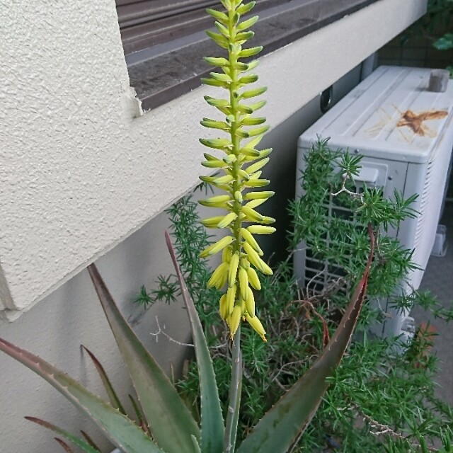 アロエベラの花 つぼみ きまま日記 アロエベラの花 つぼみ きまま日記