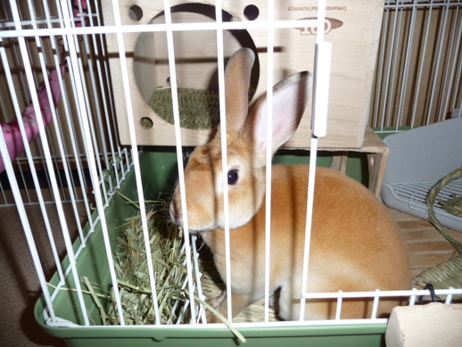 うさぎさんのほっぺた うさぎのミニレッキスmocoと過ごす日々