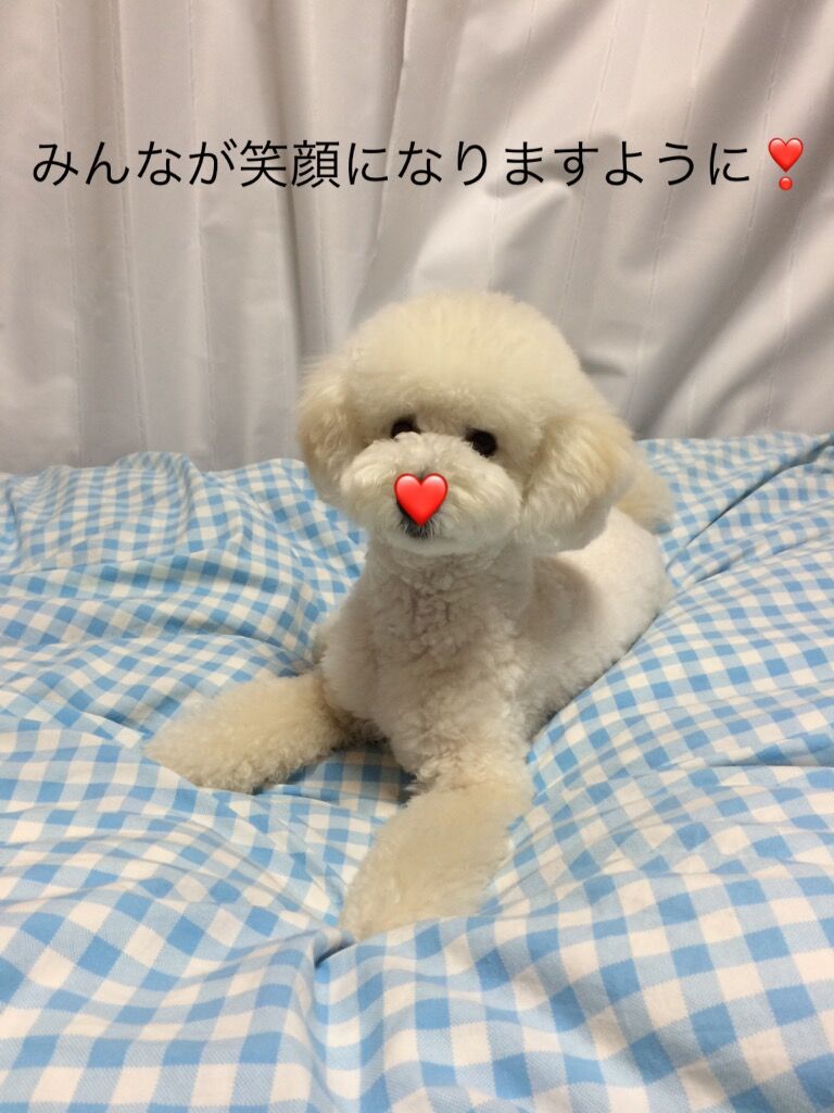 レッドノーズデー21参加中 手作り倶楽部