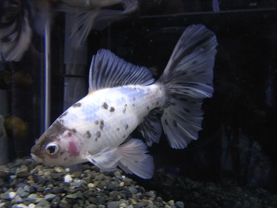 ブリストル朱文金の尾っぽの美しさ 3坪ファームで魚と虫を愛でる