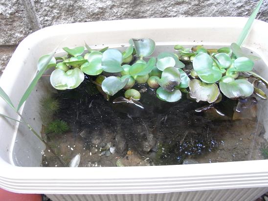 玄関に睡蓮鉢を置きた い 3坪ファームで魚と虫を愛でる