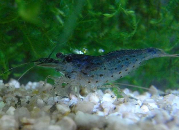 青いヤマトヌマエビの反響に応え 3坪ファームで魚と虫を愛でる