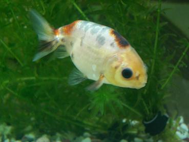 江戸錦の浅葱色 3坪ファームで魚と虫を愛でる