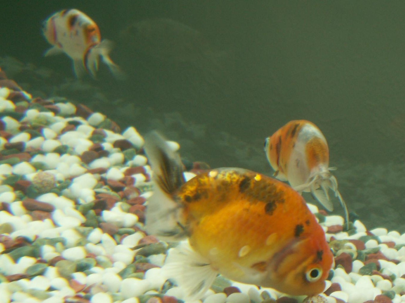 この江戸錦 本当に気に入っちゃった 3坪ファームで魚と虫を愛でる