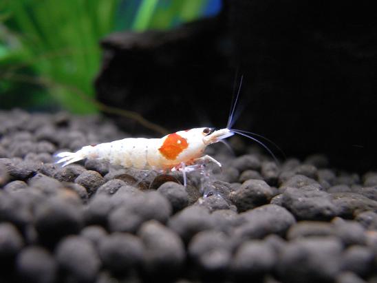 金魚屋敷の新装開店 3坪ファームで魚と虫を愛でる