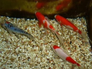 和金型金魚たちの冬越え 3坪ファームで魚と虫を愛でる