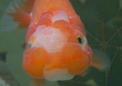 肉瘤のドアップ 3坪ファームで魚と虫を愛でる