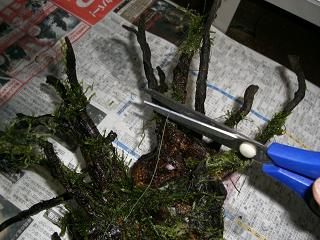 ウィローモス付き流木の自作 3坪ファームで魚と虫を愛でる