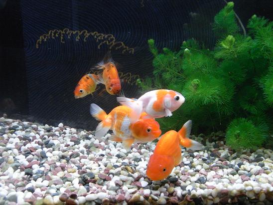 玄関に睡蓮鉢を置きた い 3坪ファームで魚と虫を愛でる