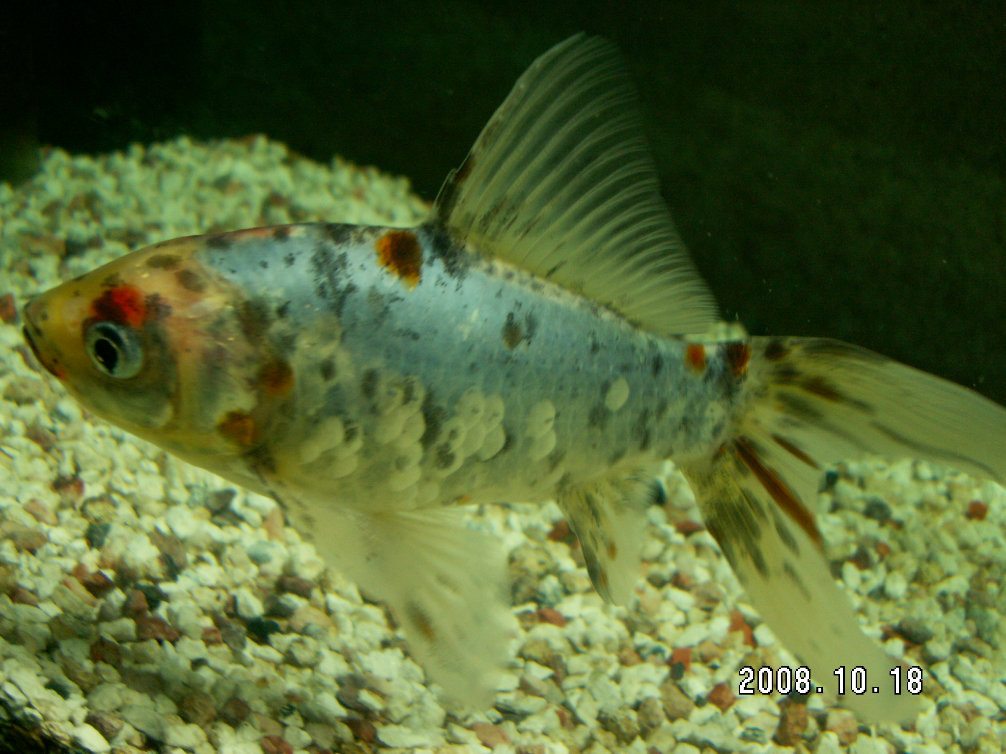 浅葱色 あさぎいろ 3坪ファームで魚と虫を愛でる