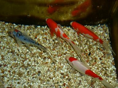 和金型金魚たちの冬越え 3坪ファームで魚と虫を愛でる