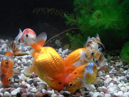 玄関に睡蓮鉢を置きた い 3坪ファームで魚と虫を愛でる
