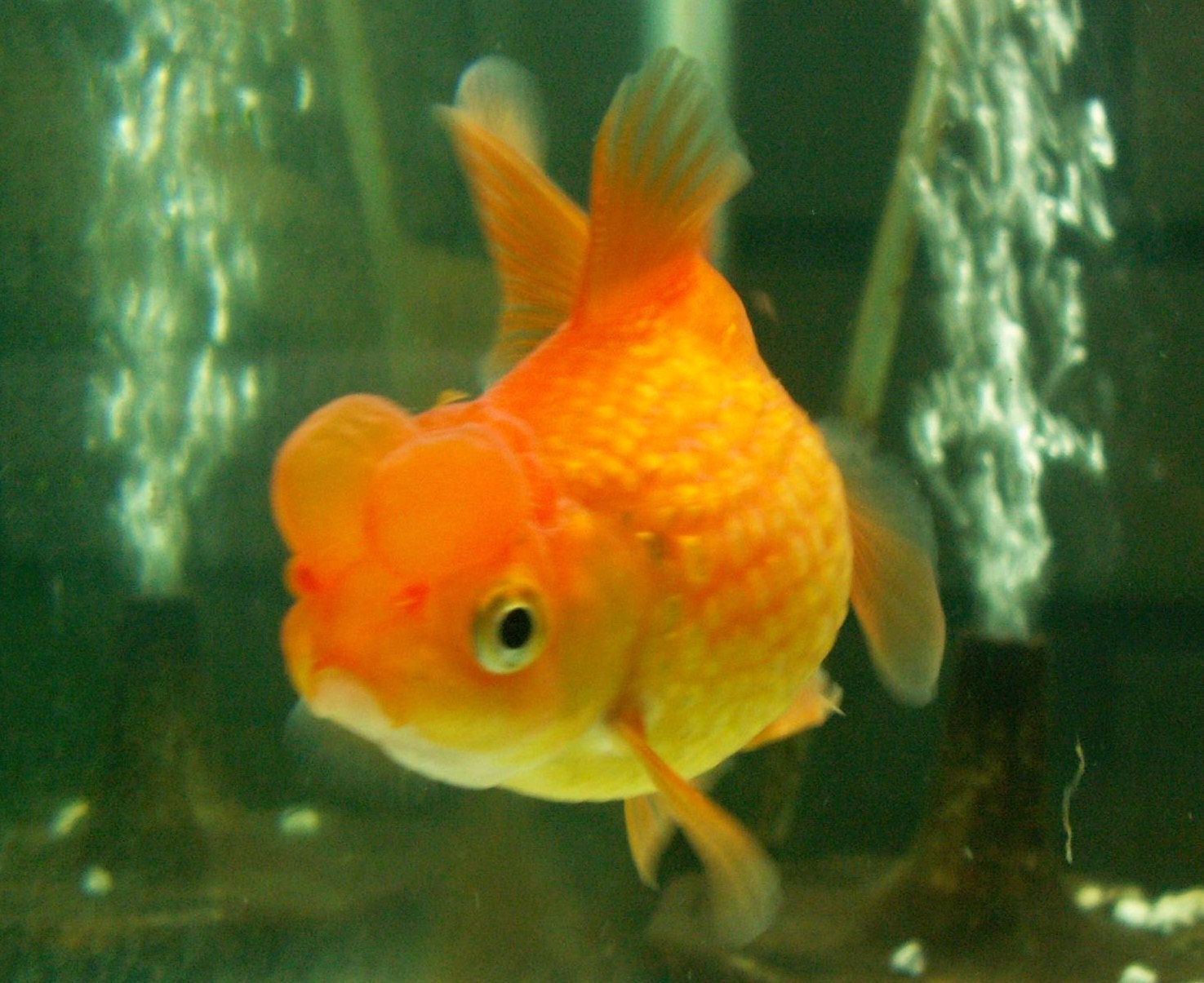 たとえば浜錦 3坪ファームで魚と虫を愛でる