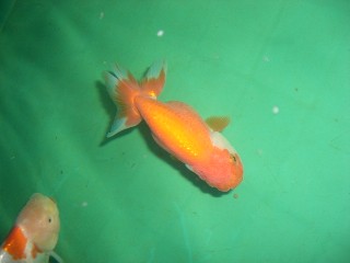 金魚の餌について 3坪ファームで魚と虫を愛でる