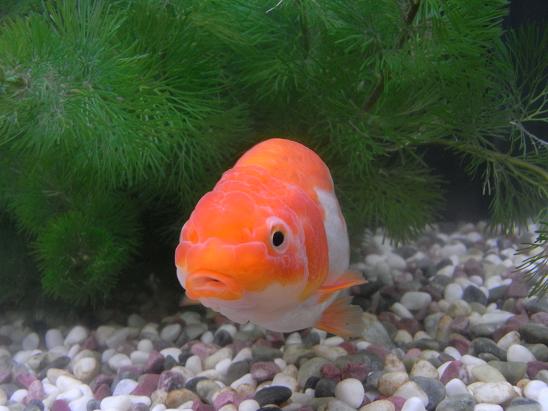 金魚の餌について 私の選択 3坪ファームで魚と虫を愛でる