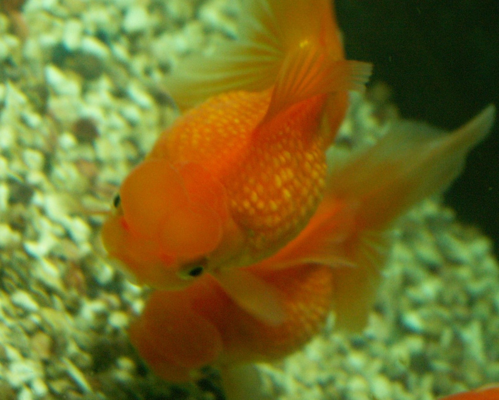 たとえば浜錦 3坪ファームで魚と虫を愛でる