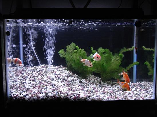 金魚 ビーシュリンプ メダカ好きの年越しは 3坪ファームで魚と虫を愛でる