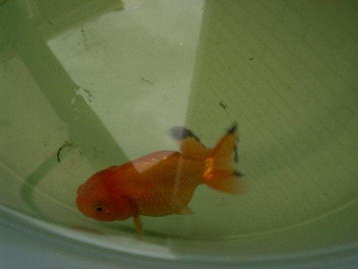 水カビ病 チビらんちゅう 全快 3坪ファームで魚と虫を愛でる