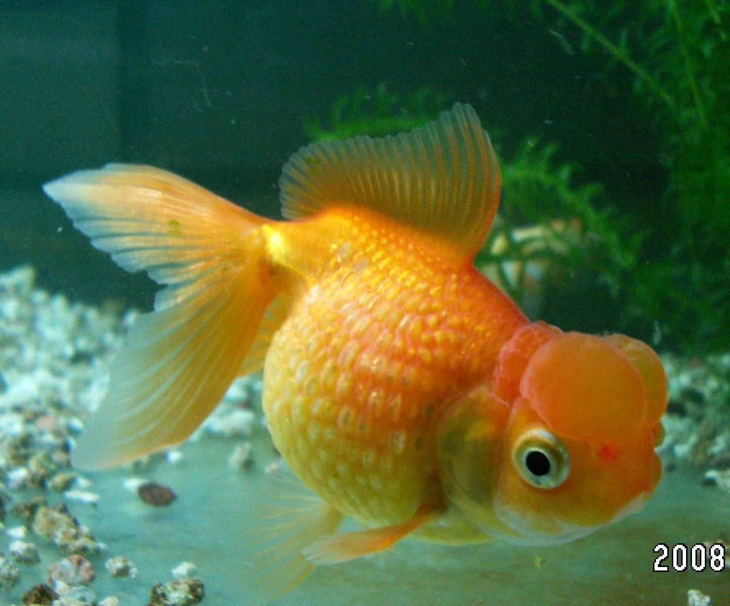 たとえば浜錦 3坪ファームで魚と虫を愛でる