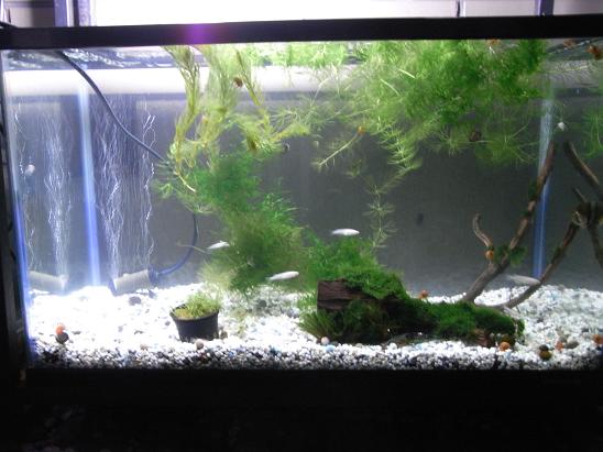 春のレイアウト変更 3坪ファームで魚と虫を愛でる