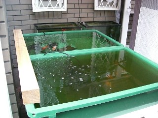 万能薬 イソジン 3坪ファームで魚と虫を愛でる