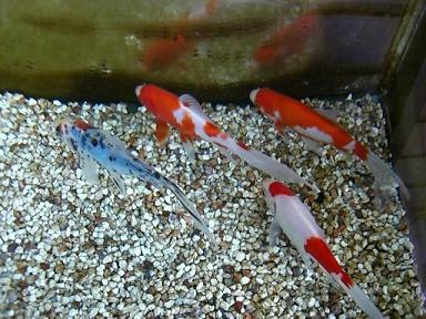 和金型金魚たちの冬越え 3坪ファームで魚と虫を愛でる