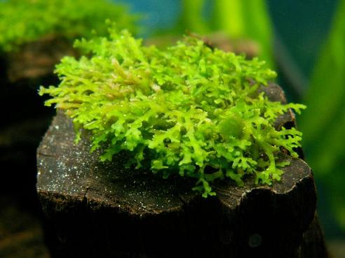 プレミアムモス どうでも良い独り言つき 3坪ファームで魚と虫を愛でる