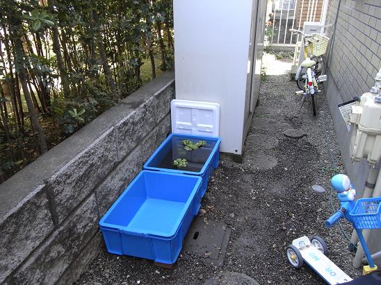 屋外飼育環境のレイアウト変更 3坪ファームで魚と虫を愛でる