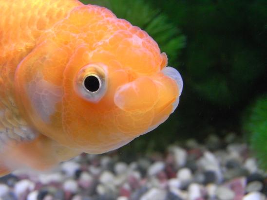 レッドビーシュリンプ稚エビ誕生 3坪ファームで魚と虫を愛でる