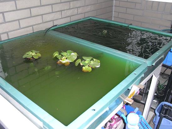 3坪ファームで魚と虫を愛でる 雑記
