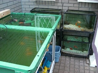 屋内水槽があれば冬も楽しい 3坪ファームで魚と虫を愛でる