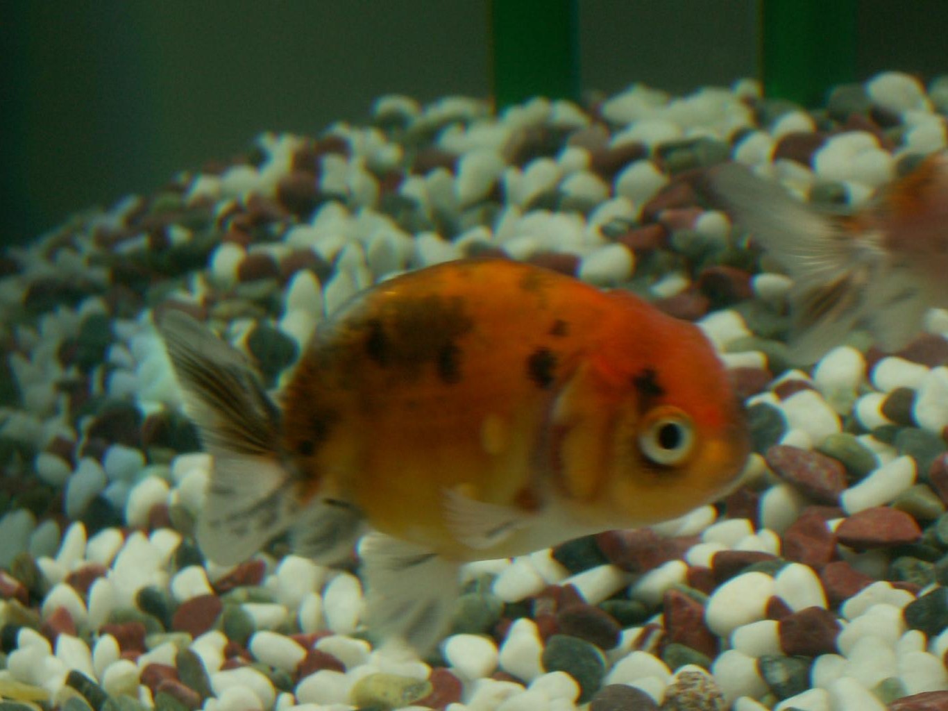 大切な江戸錦のためにここまでの設備 3坪ファームで魚と虫を愛でる