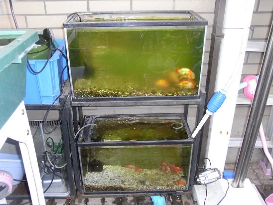 金魚の冬支度 3坪ファームで魚と虫を愛でる