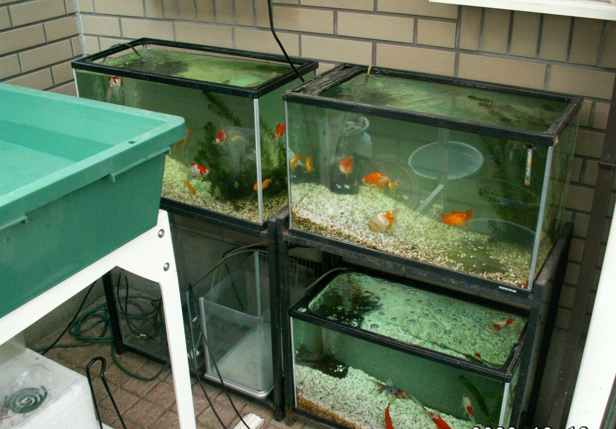 飼育環境 その壱 3坪ファームで魚と虫を愛でる 飼育環境 その壱 3坪ファームで魚と虫を愛でる